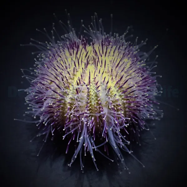 Salmacis spp. | All sizes