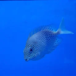 Siganus stellatus | All sizes