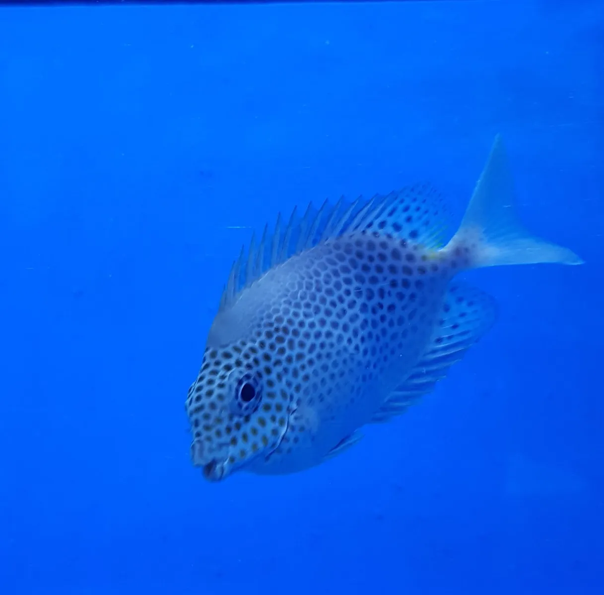 Siganus stellatus | All sizes