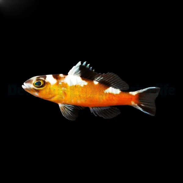 Serranus tabacarius | All sizes