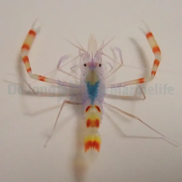 Stenopus tenuirostris | All sizes
