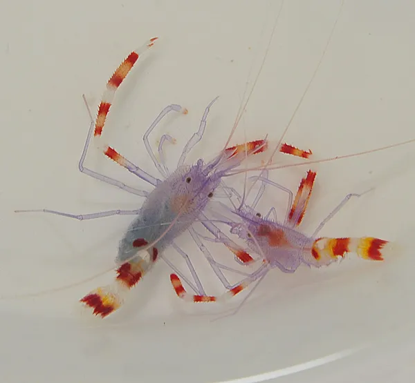 Stenopus tenuirostris (Pair) | All sizes