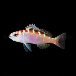 Serranus tortugarum | All sizes