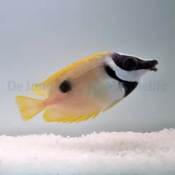 Siganus unimaculatus | L