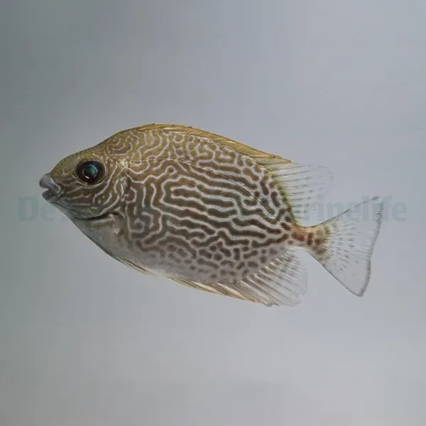 Siganus vermiculatus | L