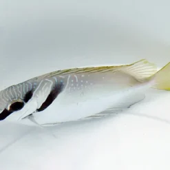 Siganus virgatus | S