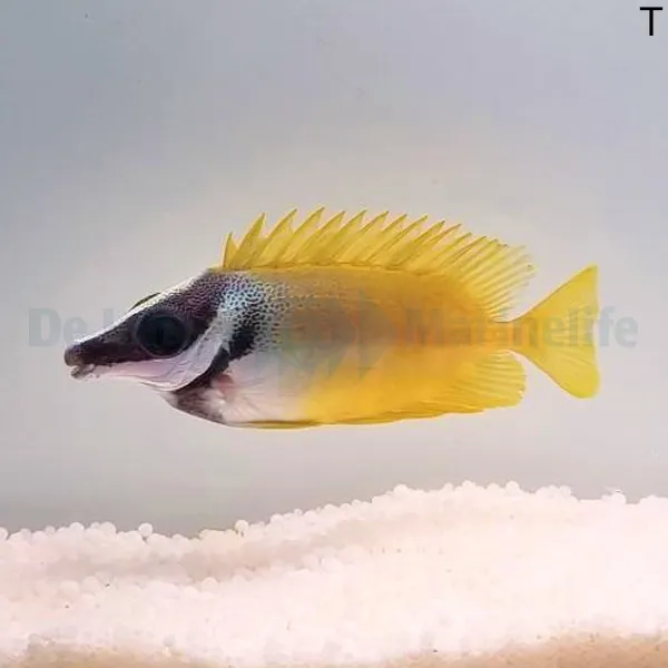 Siganus vulpinus | XL