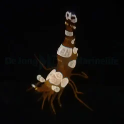 Thor amboinensis | All sizes