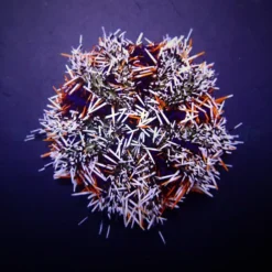 Tripneustes gratilla | L