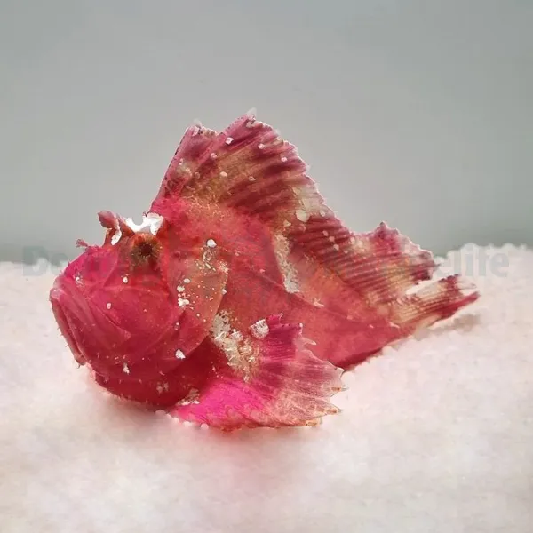 Taenianotus triacanthus (Pink/Red) | All sizes