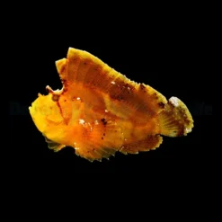 Taenianotus triacanthus (Yellow) | All sizes