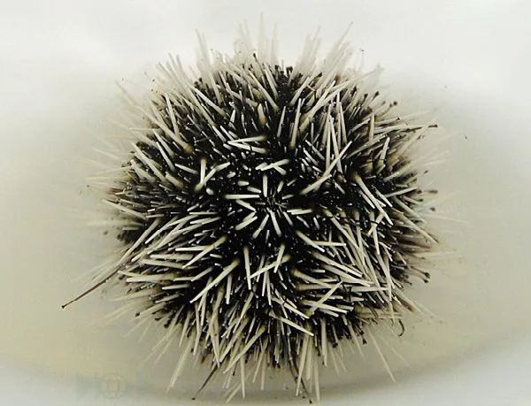 Tripneustes ventricosus | L