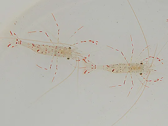 Urocaridella antonbruunii (Pair) | All sizes