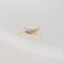 Urocaridella degravei | All sizes