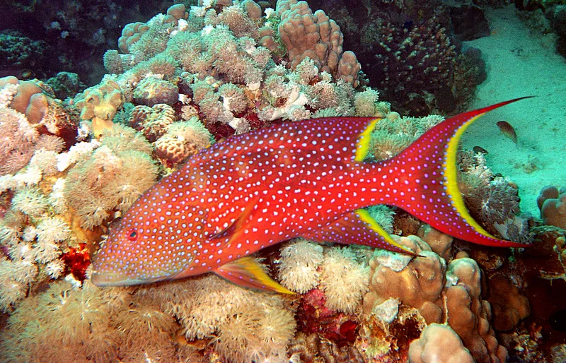 Variola louti | L