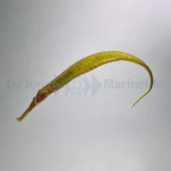 Syngnathoides biaculeatus | All sizes