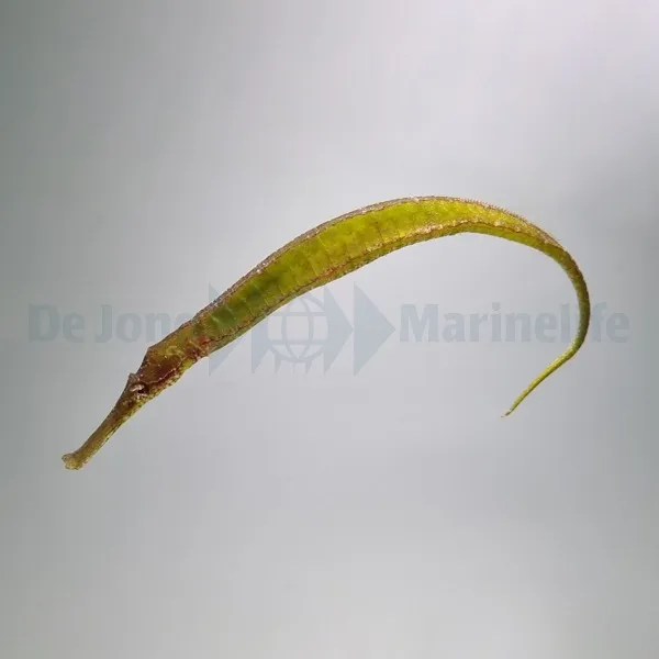 Syngnathoides biaculeatus | All sizes