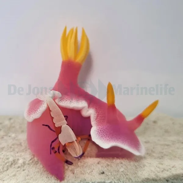 Zenopontonia rex | All sizes