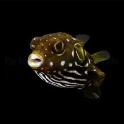Arothron hispidus | M