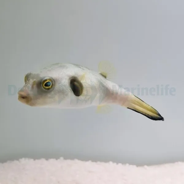 Arothron immaculatus | M
