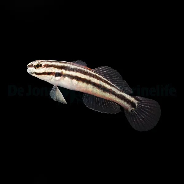 Amblygobius linki - T.B. | All sizes
