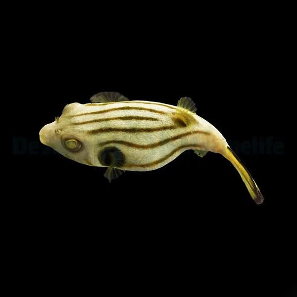 Arothron manilensis | M