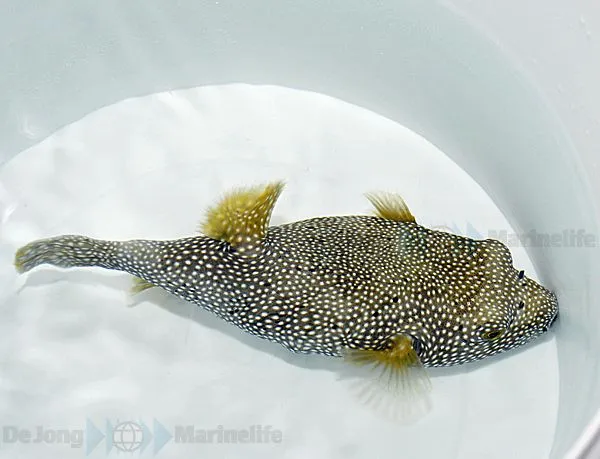 Arothron meleagris | XL