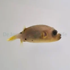 Arothron nigropunctatus | L