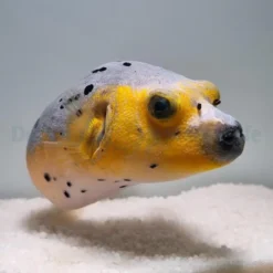 Arothron nigropunctatus (Yellow phase) | M