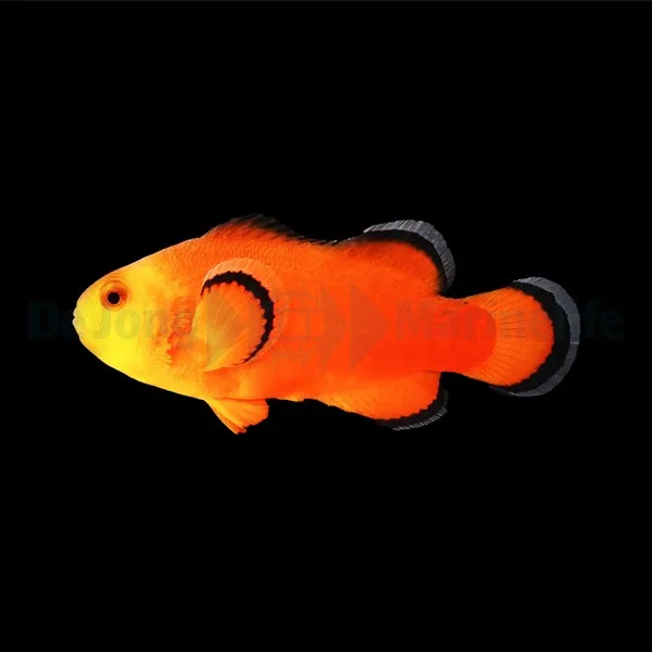 Amphiprion ocellaris (Naked) - T.B. | All sizes