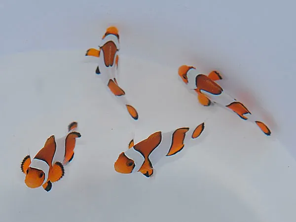 Amphiprion ocellaris (Widebar) - T.B. | All sizes