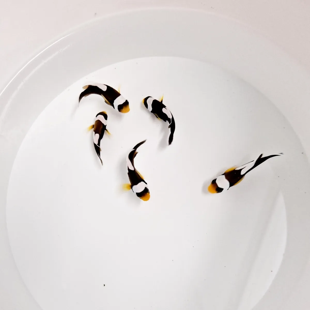Amphiprion polymnus - T.B. | All sizes