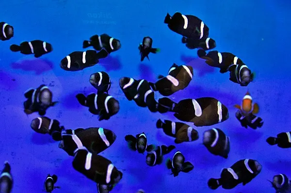 Amphiprion polymnus (Black) - T.B. | All sizes
