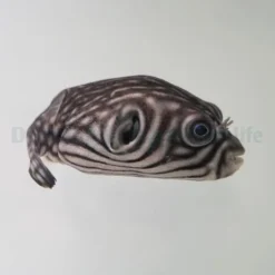 Arothron reticularis | M
