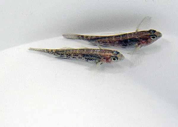 Asterropteryx semipunctata - T.B. | All sizes