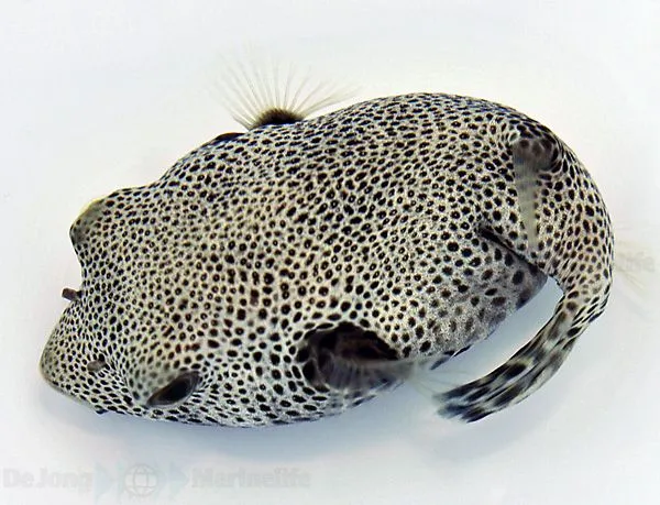 Arothron stellatus | S