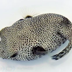 Arothron stellatus | M