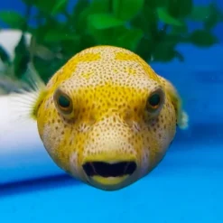 Arothron stellatus (Yellow phase) | M