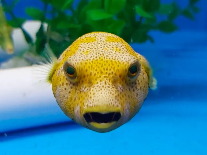 Arothron stellatus (Yellow phase) | XL