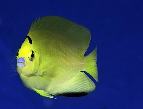 Apolemichthys trimaculatus - T.B. | All sizes