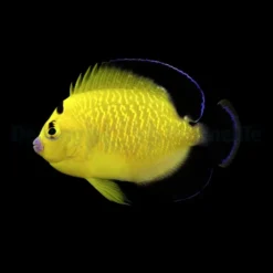 Apolemichthys xanthopunctatus - T.B. | All sizes