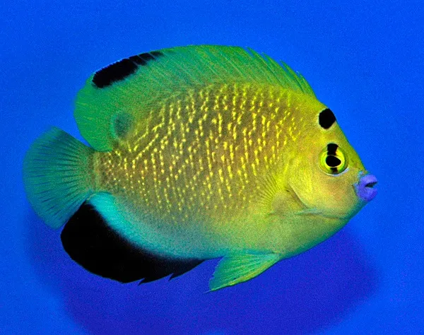 Apolemichthys xanthopunctatus X trimaculatus - T.B. | All sizes