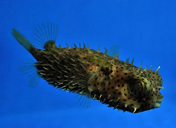 Chilomycterus antennatus | M