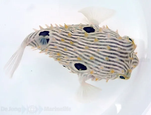 Chilomycterus schoepfii | L
