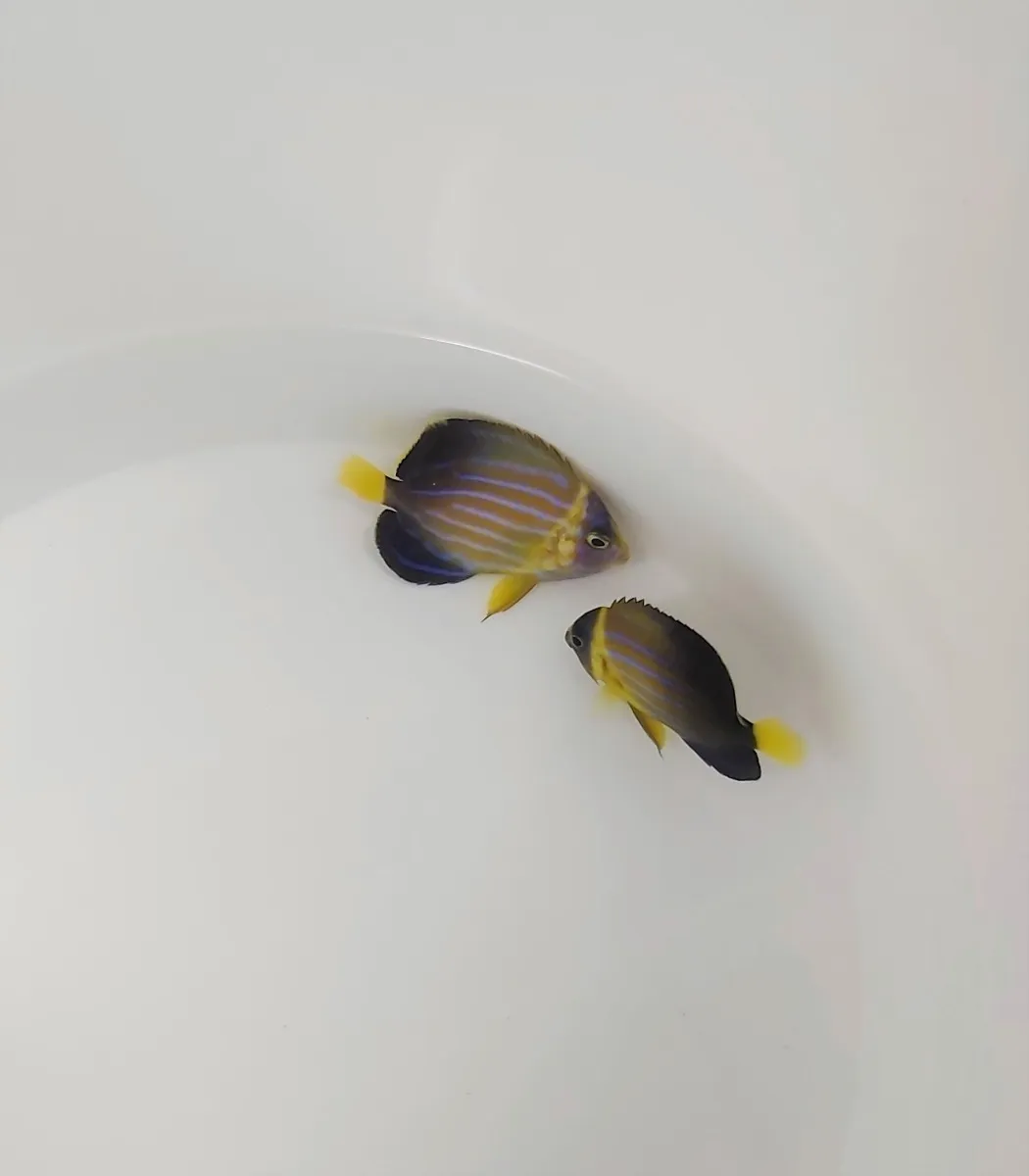 Chaetodontoplus septentrionalis - T.B. | S/M