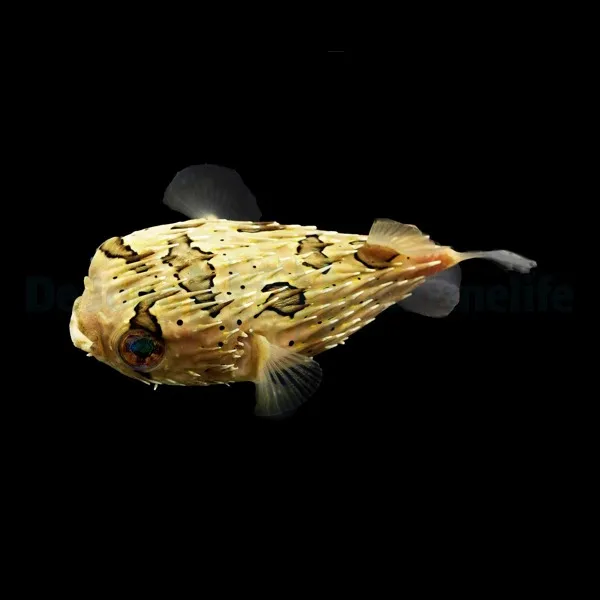 Diodon holocanthus | S