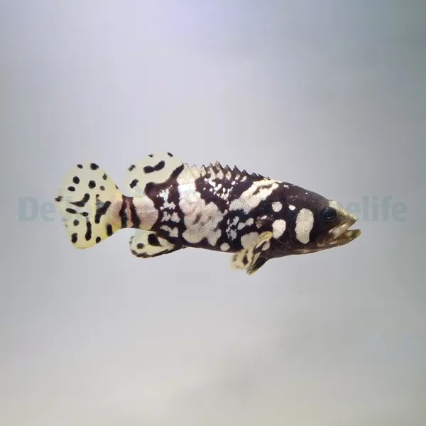 Epinephelus lanceolatus - T.B. | S