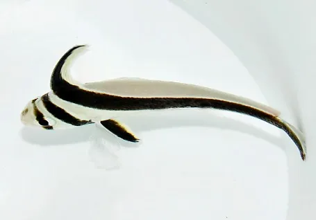 Equetus lanceolatus - T.B. | S/M