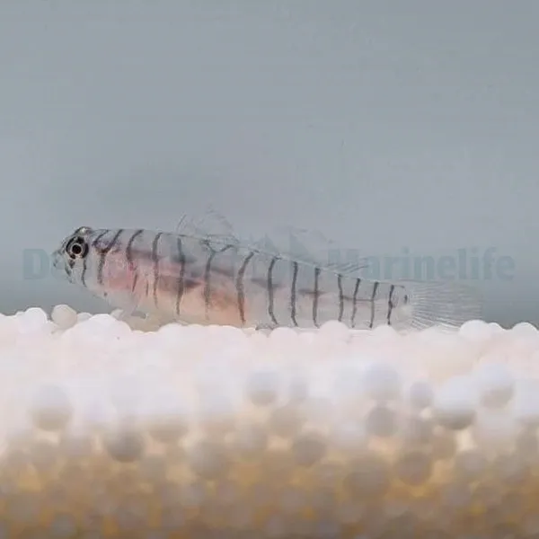 Elacatinus macrodon - T.B. | All sizes