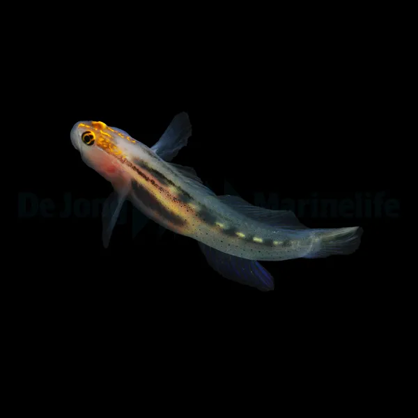 Elacatinus puncticulatus - T.B. | All sizes